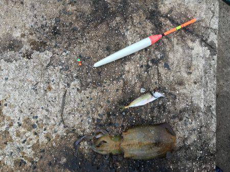 エギングのちウキ釣り